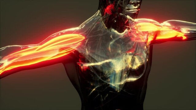 Digital illustration of muscular system