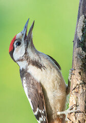 Great spotted woodpecker, Dendrocopos major. A young bird sits on a branch on a blurry background