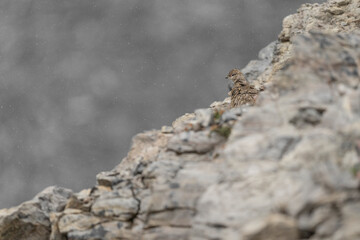 Rock ptarmigan under snowflakes, fine art portrait (Lagopus muta)