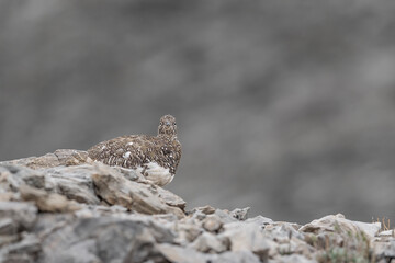 The rock ptarmigan female looking at camera (Lagopus muta)