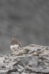 Vertical portrait of the rock ptarmigan female (Lagopus muta)
