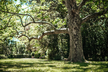 beautiful park with large and thorny trees.