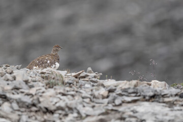 Fine art portrait of rock ptarmigan male in the Alps mountains (Lagopus muta)
