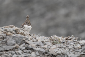 Fine art portrait of rock ptarmigan female under the rain (Lagopus muta)