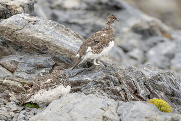 Fine art portrait of male and female of the rock ptarmigan (Lagopus muta)