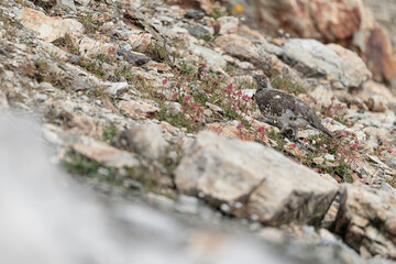 Rock ptarmigan looking for food among the flowers (Lagopus muta)