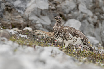 Obraz premium Portrait of the rock ptarmigan male among the flowers (Lagopus muta)