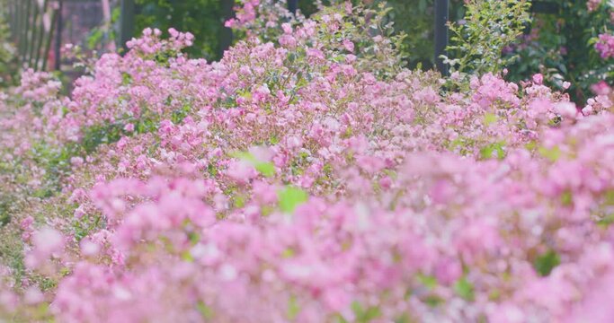 春の花畑　ゆらゆらとそよぐ | Spring Flower Garden / Swaying and Swaying