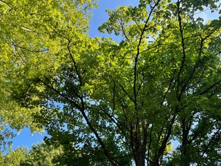 trees in the forest