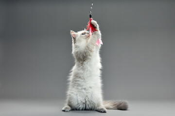 Kitten playing with feather wand - small British kitten gray white color chews cat toy close-up - obrazy, fototapety, plakaty