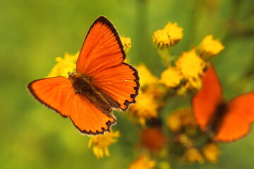 Lycaena virgaureae, orange firefly butterfly on a yellow flower