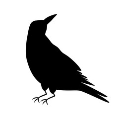 Halloween crow, black raven bird isolated on white. Hand drawn silhouette of black crow. Vector bird. Black raven shape graphic element.