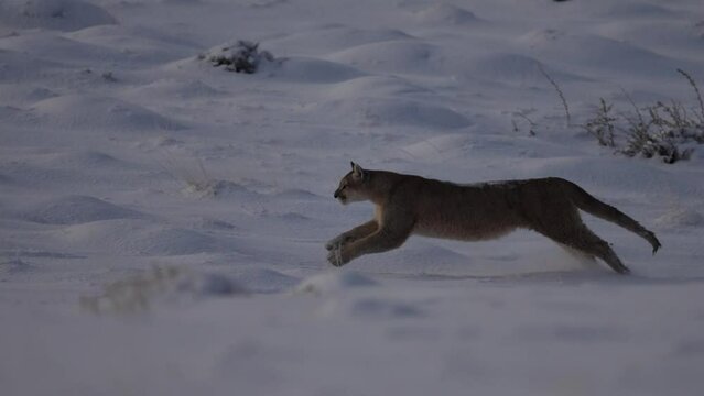 Puma, nature winter habitat with snow, Torres del Paine, Chile. Wild big cat Cougar, Puma concolor, hidden portrait of dangerous animal with stone. Wildlife scene from nature. Mountain Lion in rock.