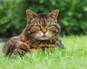 Chubby tabby cat sitting on the lawn and watching a very long blade of grass 