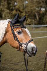 Naklejka premium Haflinger Stute am Reitplatz 