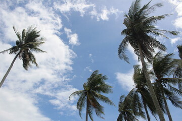 Fototapeta na wymiar coconut palm trees and blue sky in background taken in weh island, aceh indonesia