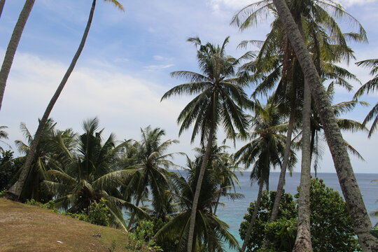 coconut palm trees and blue sky in background taken in weh island, aceh indonesia