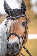 Fototapeta premium Haflinger Stute am Reitplatz 