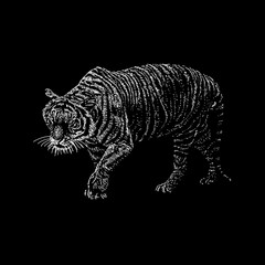 Indochinese Tiger hand drawing vector illustration isolated on black background