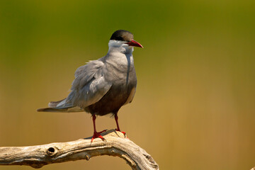 Rybitwa białowąsa (Chlidonias hybrida) © Grzegorz