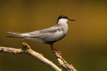 Rybitwa białowąsa (Chlidonias hybrida) © Grzegorz