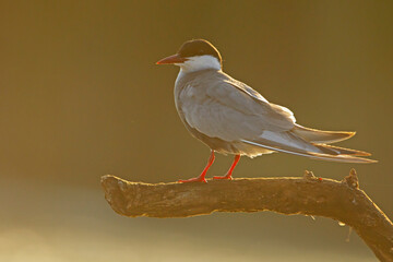 Rybitwa białowąsa (Chlidonias hybrida) © Grzegorz