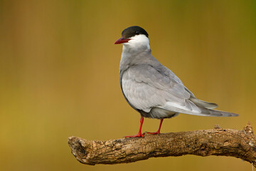 Rybitwa białowąsa (Chlidonias hybrida) © Grzegorz