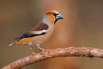 Grubodziób (Coccothraustes coccothraustes)