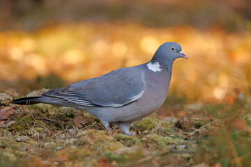 Grzywacz (Columba palumbus)