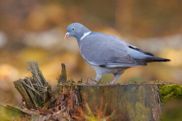 Grzywacz (Columba palumbus)