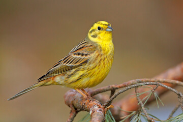 Trznadel (Emberiza citrinella)