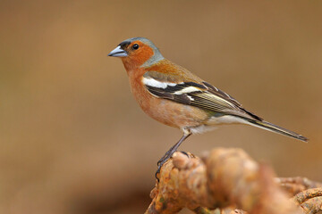Fototapeta premium Zięba (Fringilla coelebs)