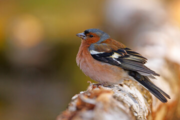 Zięba (Fringilla coelebs)