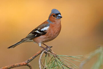 Zięba (Fringilla coelebs) © Grzegorz