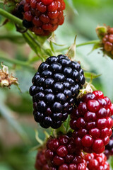 Beere, Brombeere, Frucht, Garten , Wiese , Natur, natürlich, Bio, süß, Geschmack 