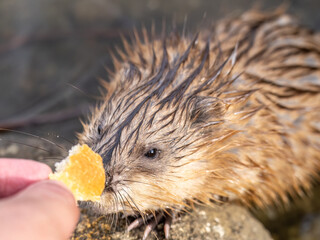 Muskrat, Ondatra zibethicuseats, eats bread from human hand.