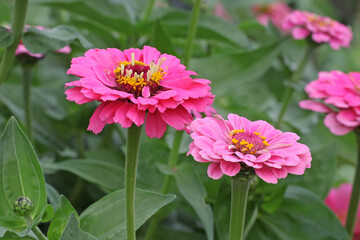 Zinnia elegans 'Super Yoga Rose' in flower.