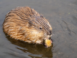 Wild animal Muskrat, Ondatra zibethicuseats, eats on the river bank