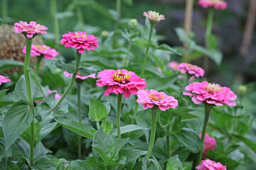 Zinnia elegans 'Super Yoga Rose' in flower.