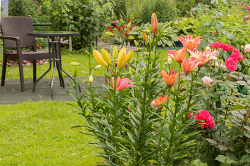 Fragment of a summer garden with high blooming lilies.