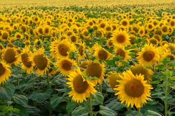 Bright yellow beautiful field of sunflowers
