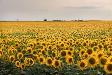 Bright yellow field of sunflowers. Summer Landscape in Germany