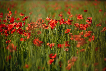 a field of red poppies on a sunny morning day