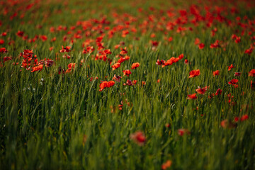 a field of red poppies on a sunny morning day