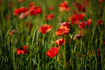 Fototapeta na wymiar a field of red poppies on a sunny morning day