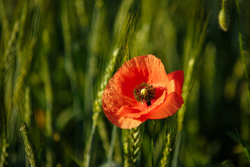 a field of red poppies on a sunny morning day