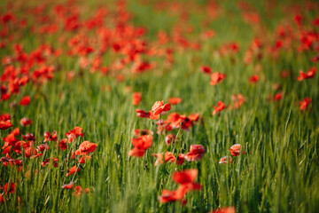 a field of red poppies on a sunny morning day