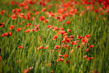a field of red poppies on a sunny morning day