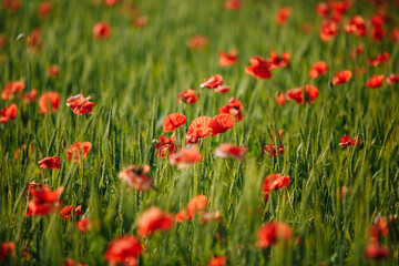 Fototapeta na wymiar a field of red poppies on a sunny morning day