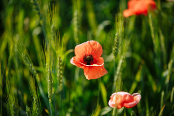a field of red poppies on a sunny morning day